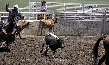 2010-rodeo 029