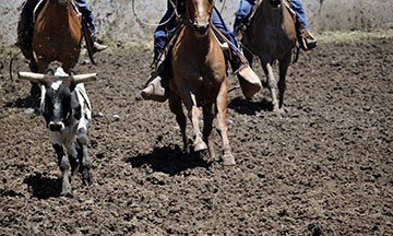 2010-rodeo 051