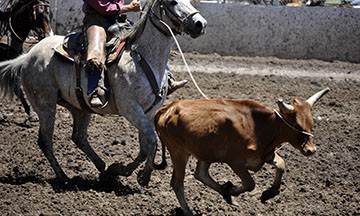 2010-rodeo 063
