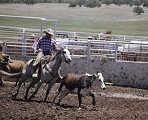 2010-rodeo_022