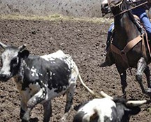 2010-rodeo_033