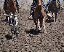 2010-rodeo_051